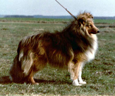 Ringo